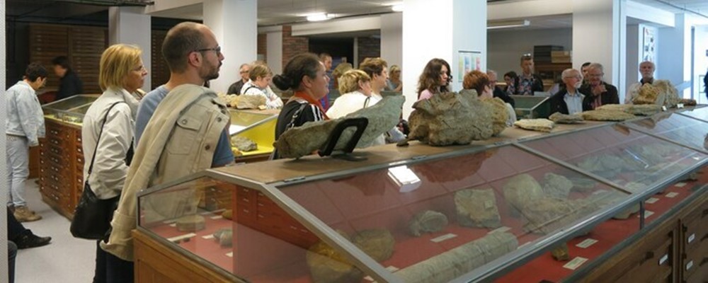 Visite guidée du musée de géologie