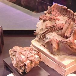Lire la suite à propos de l’article Des fossiles exceptionnels prêtés au Paléospace de Villers-sur-mer