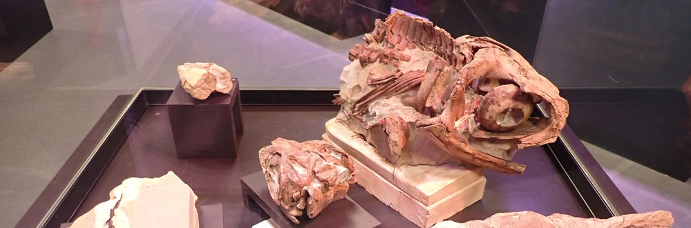 You are currently viewing Des fossiles exceptionnels prêtés au Paléospace de Villers-sur-mer
